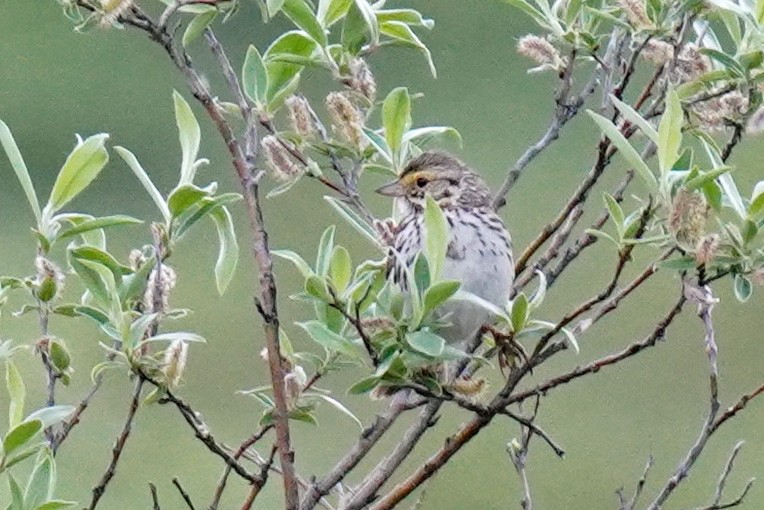 Savannah Sparrow - ML352373961