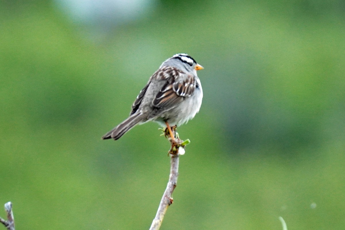 White-crowned Sparrow - ML352377211