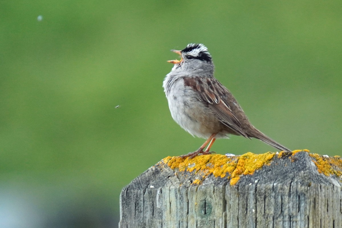 White-crowned Sparrow - ML352377251