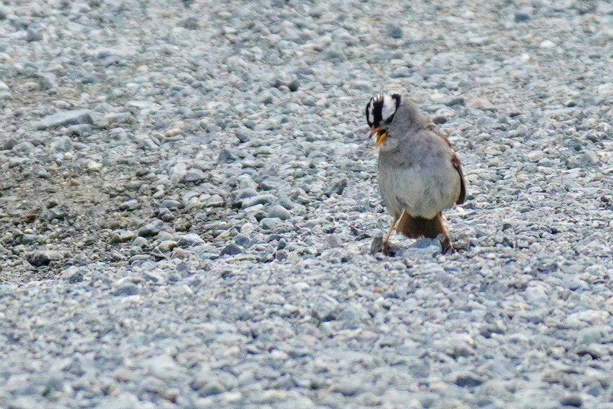 White-crowned Sparrow - ML352377361