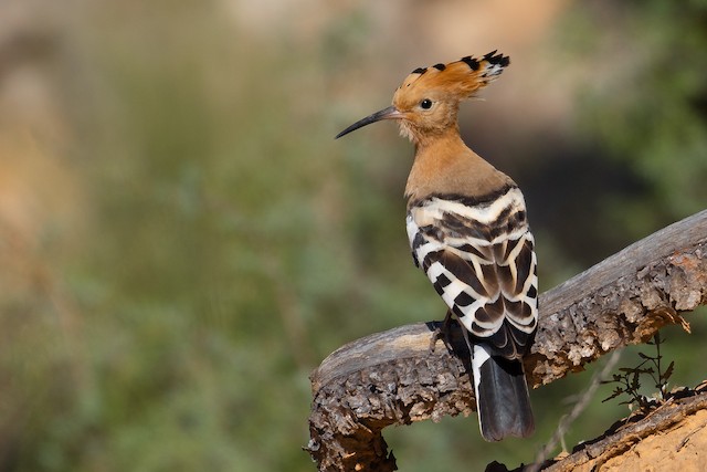 Possible Definitive Alternate Plumage (subspecies&nbsp;<em class="SciName notranslate">epops</em>). - Eurasian Hoopoe - 