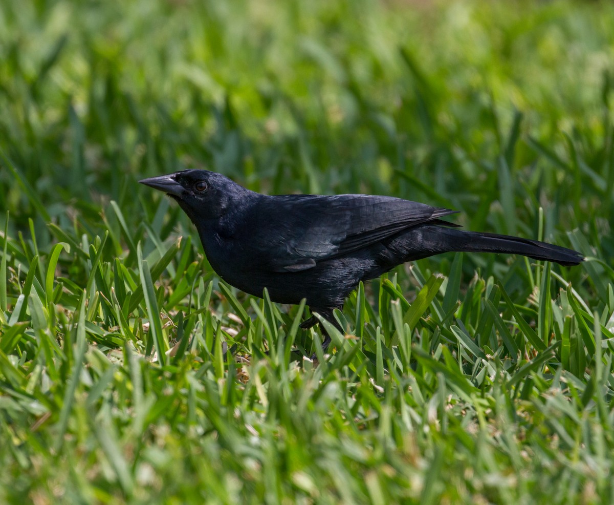 Scrub Blackbird - ML35237991