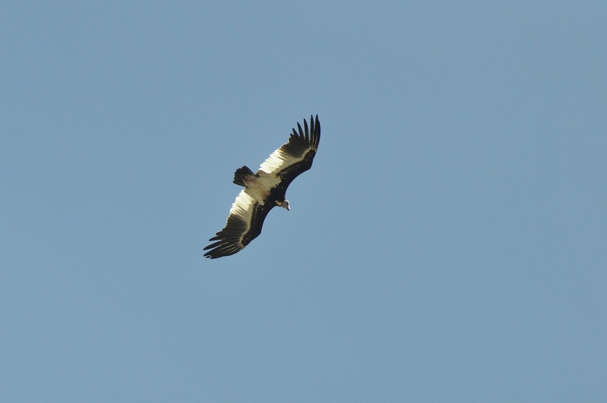 White-headed Vulture - ML352387341