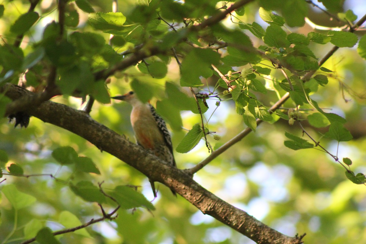 Red-bellied Woodpecker - ML352394191