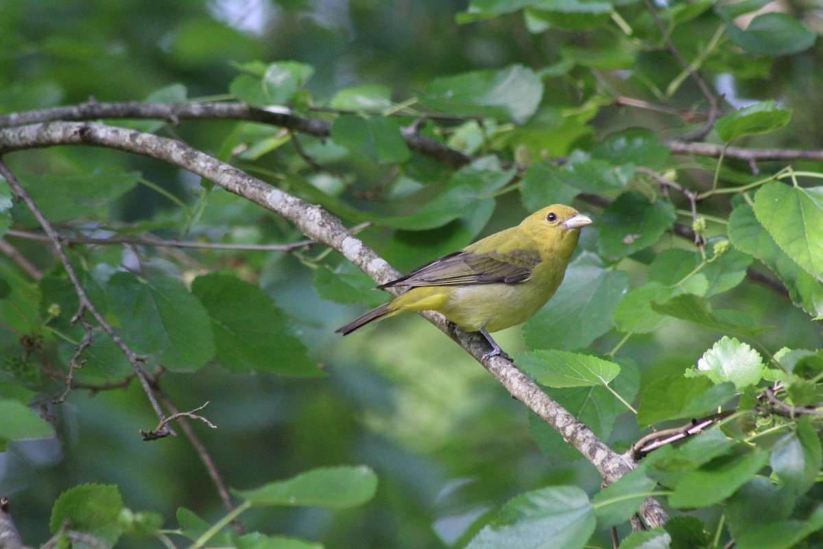 Scarlet Tanager - ML352396031