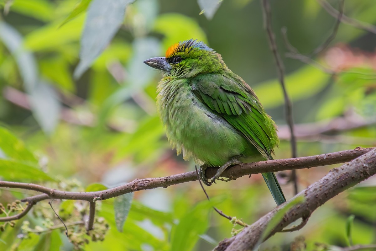 Flame-fronted Barbet - ML352396701