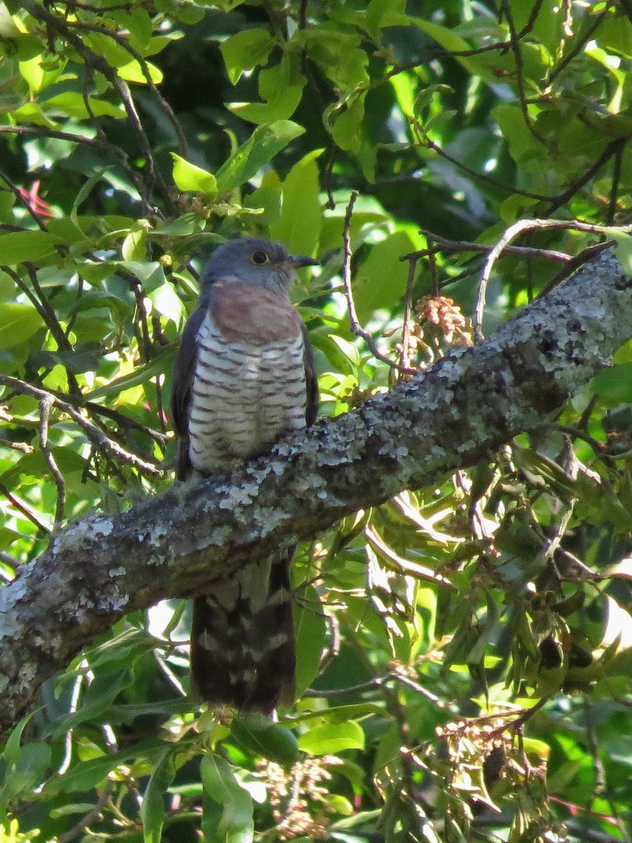 Red-chested Cuckoo - ML35239711
