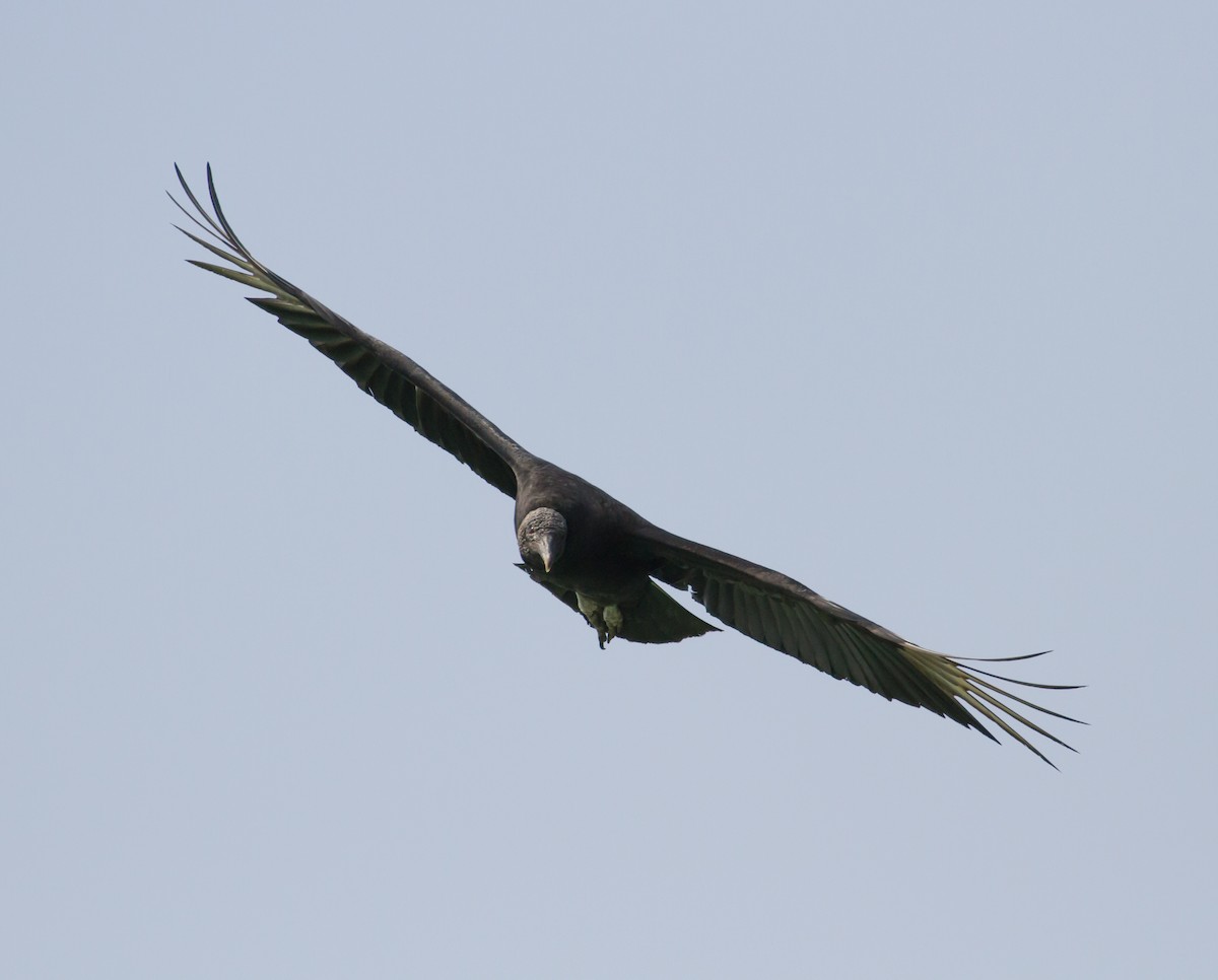Black Vulture - ML35239731
