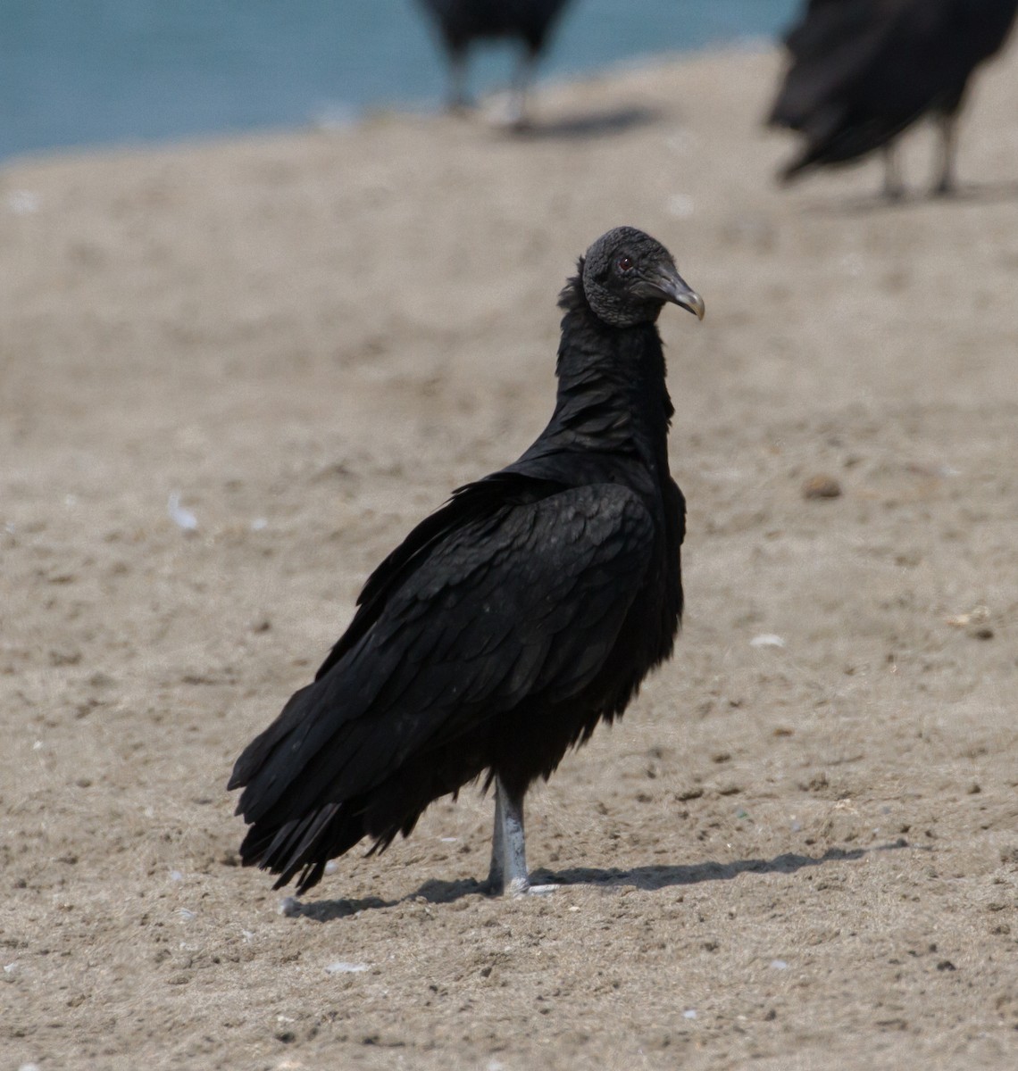 Black Vulture - Cullen Hanks
