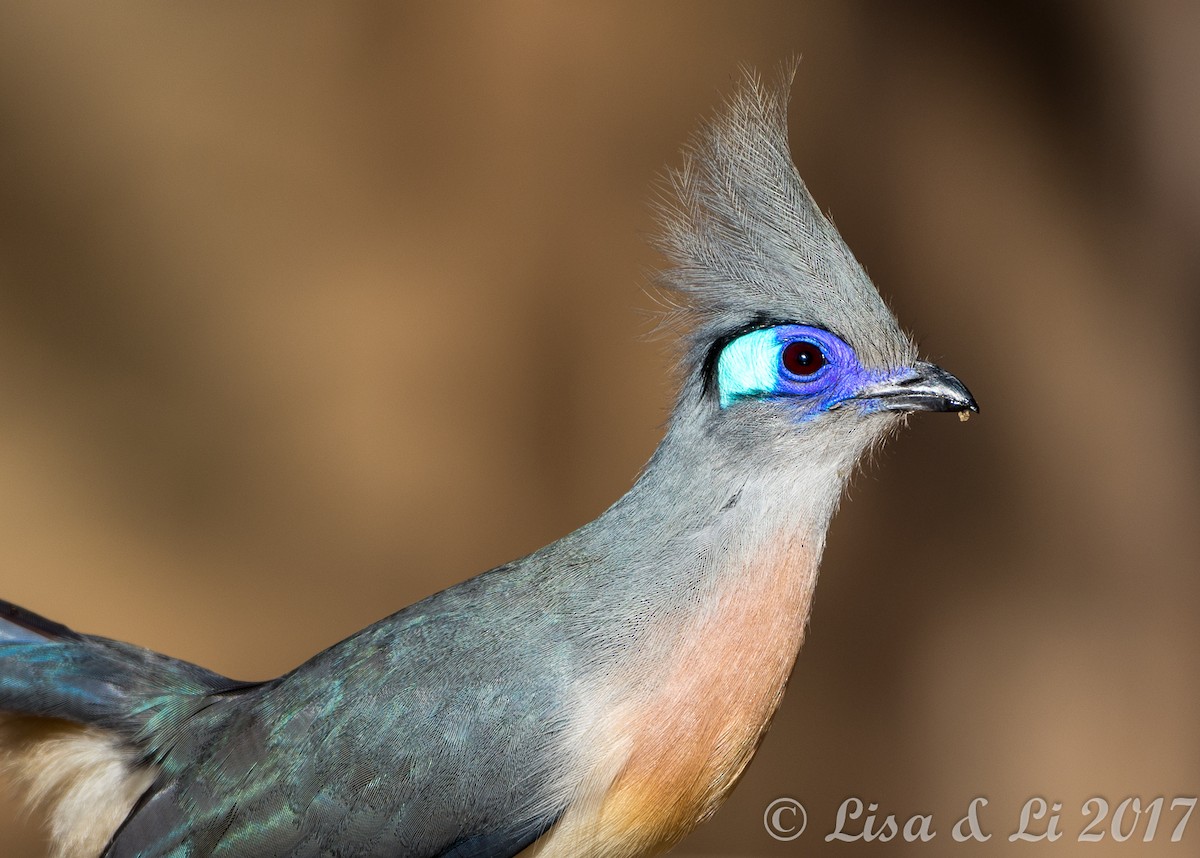Crested Coua - ML352400561