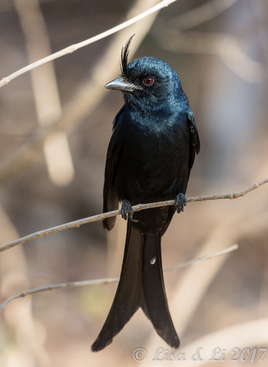Crested Drongo - ML352400881