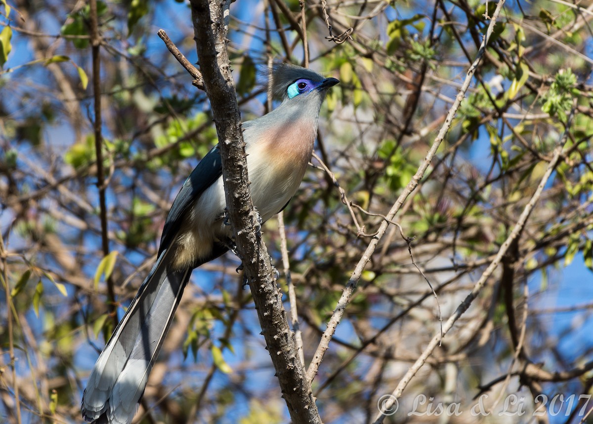 Crested Coua - ML352401271