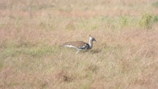 Kori Bustard - ML352403721