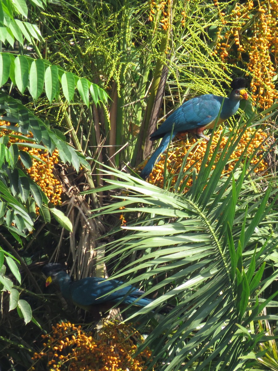 Great Blue Turaco - Toby Austin