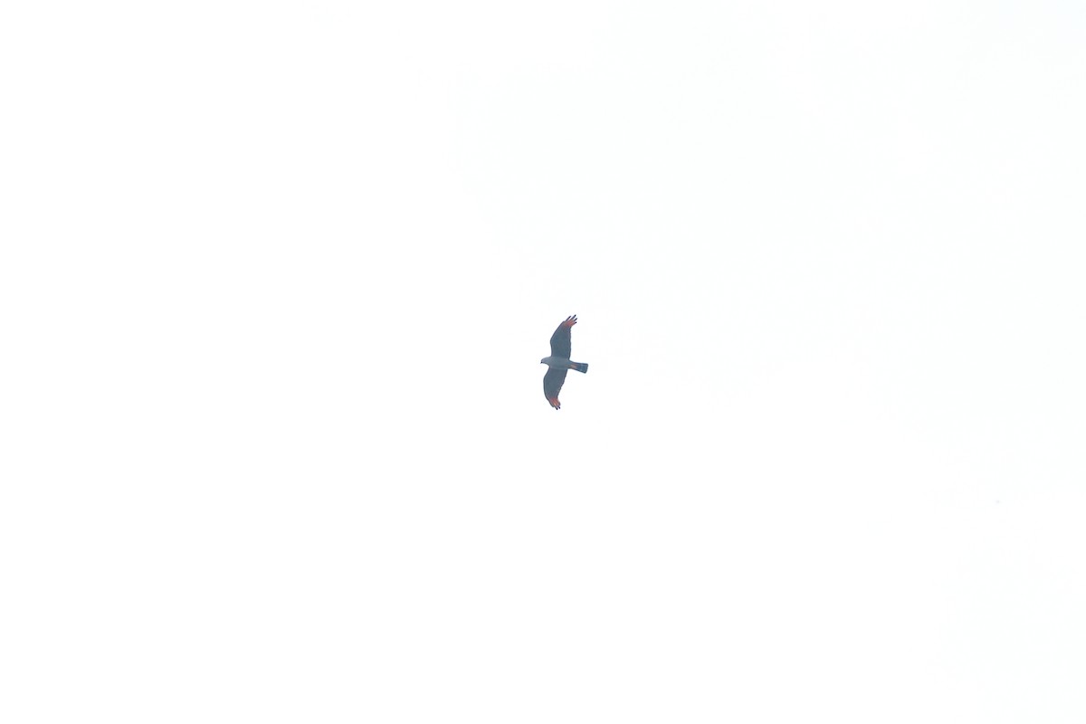 Plumbeous Kite - ML352411111