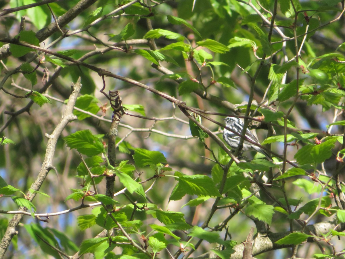Black-and-white Warbler - ML352411121