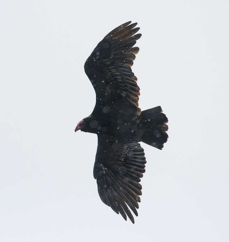 Turkey Vulture - ML352412701