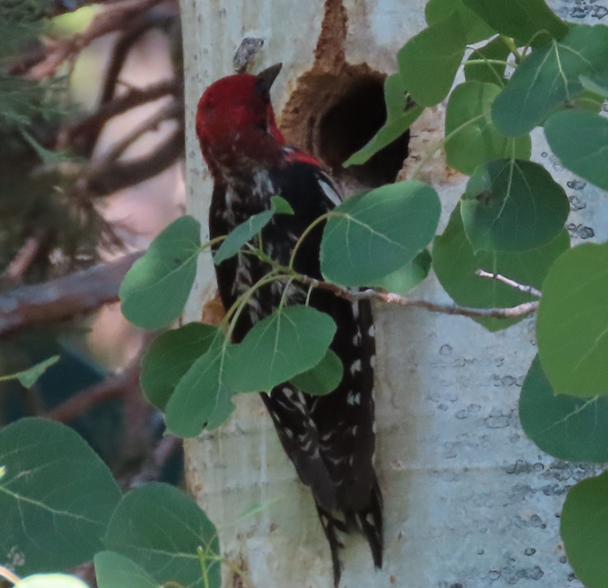 Red-breasted Sapsucker - ML352413581