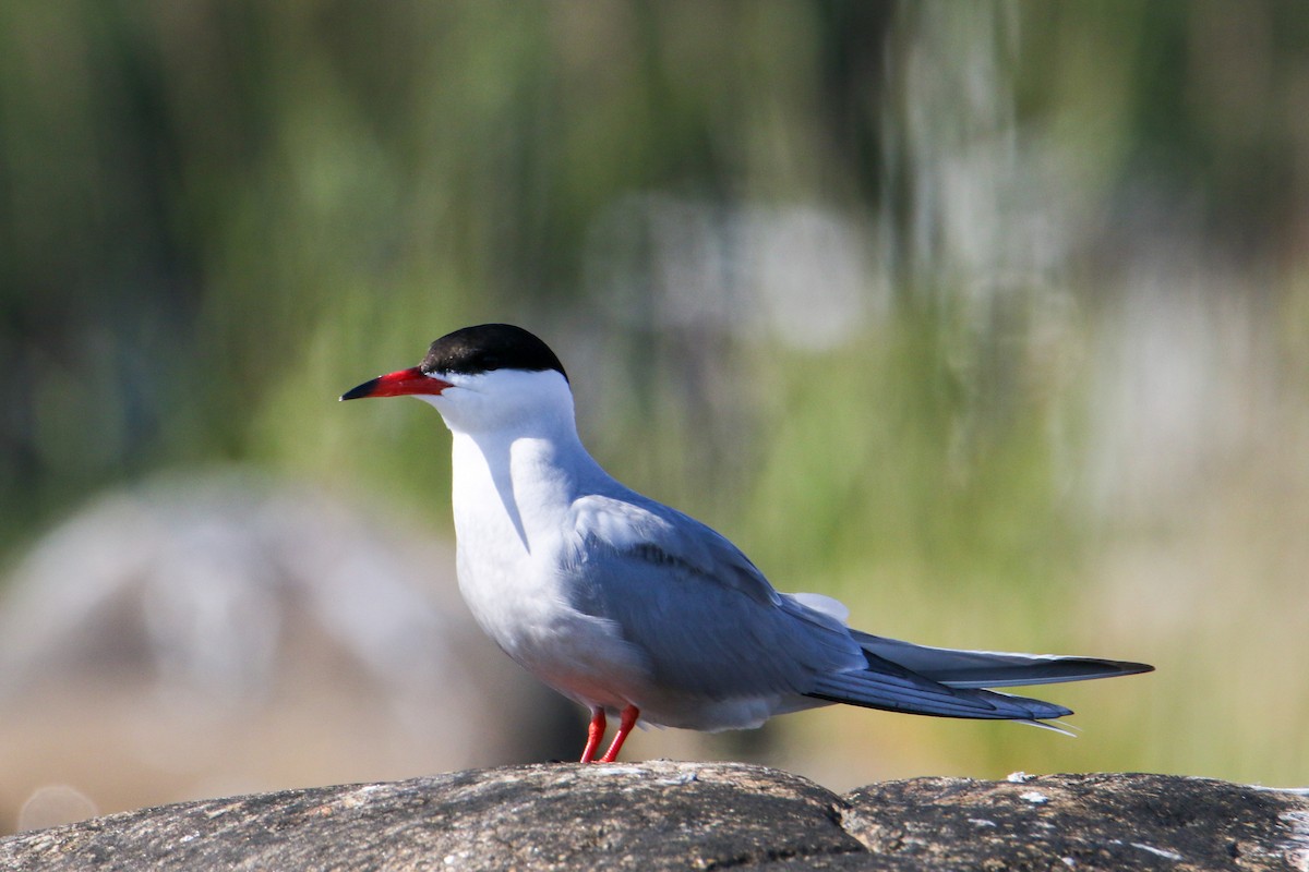 Common Tern - ML352418601