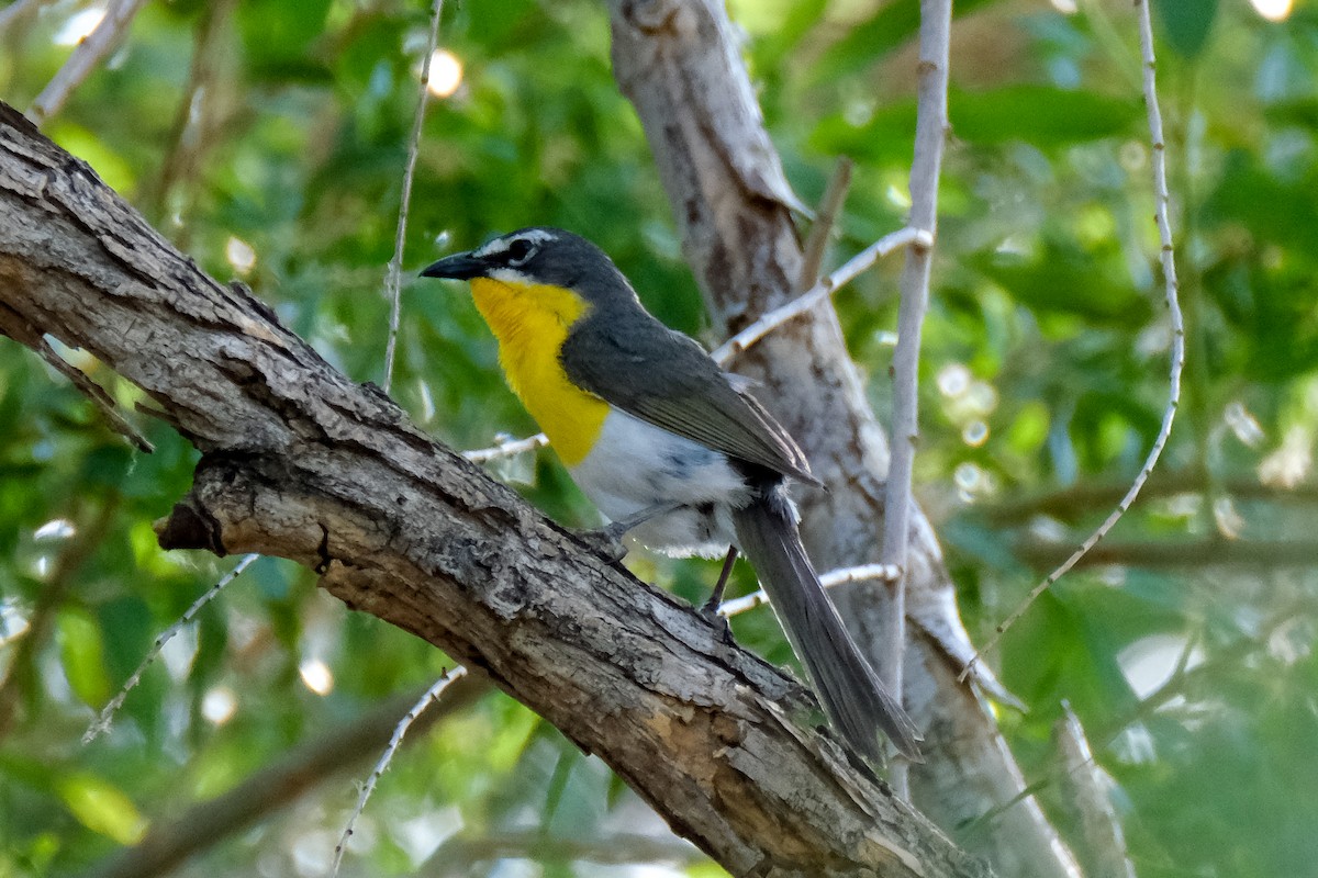 Yellow-breasted Chat - ML352418841