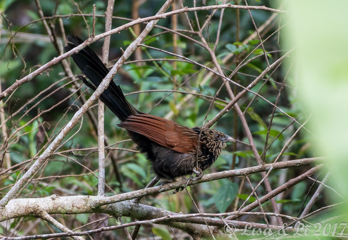 Malagasy Coucal - ML352418961
