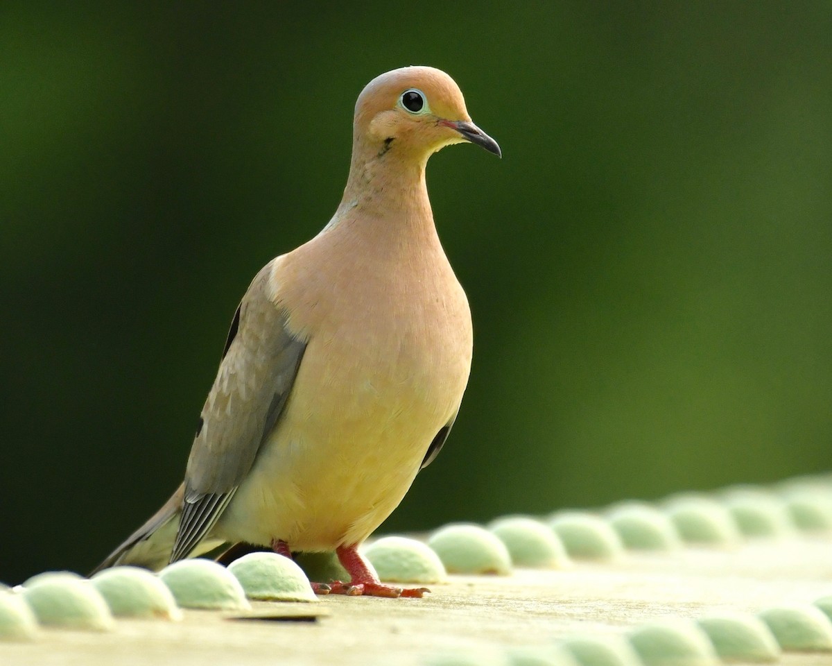 Mourning Dove - Alan Bloom