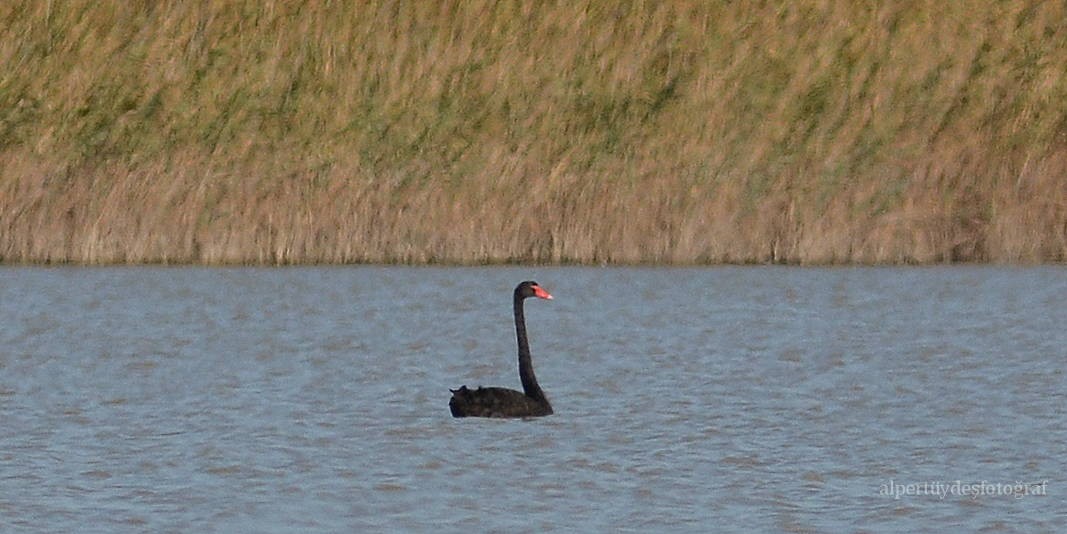 Black Swan - Alper Tüydeş