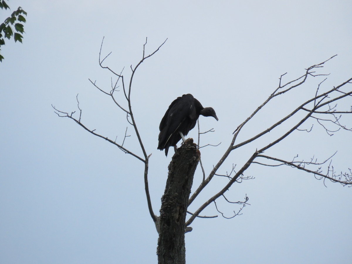 Black Vulture - ML352426171