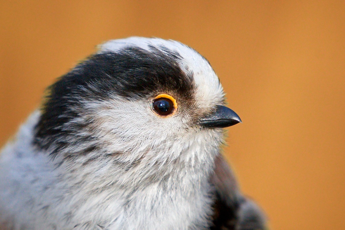 Foto de Two European long-tailed tits, latin name Aegithalos