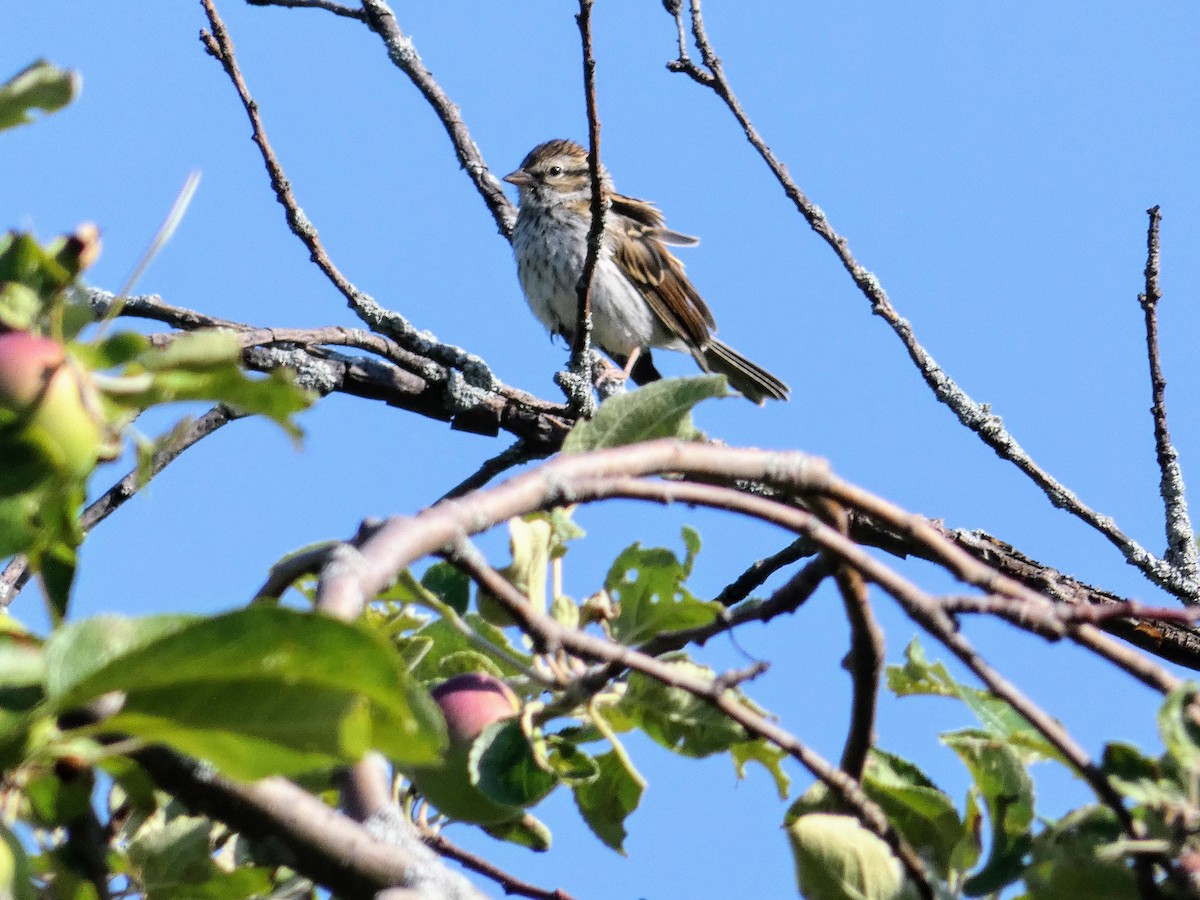 Chipping Sparrow - ML352431031