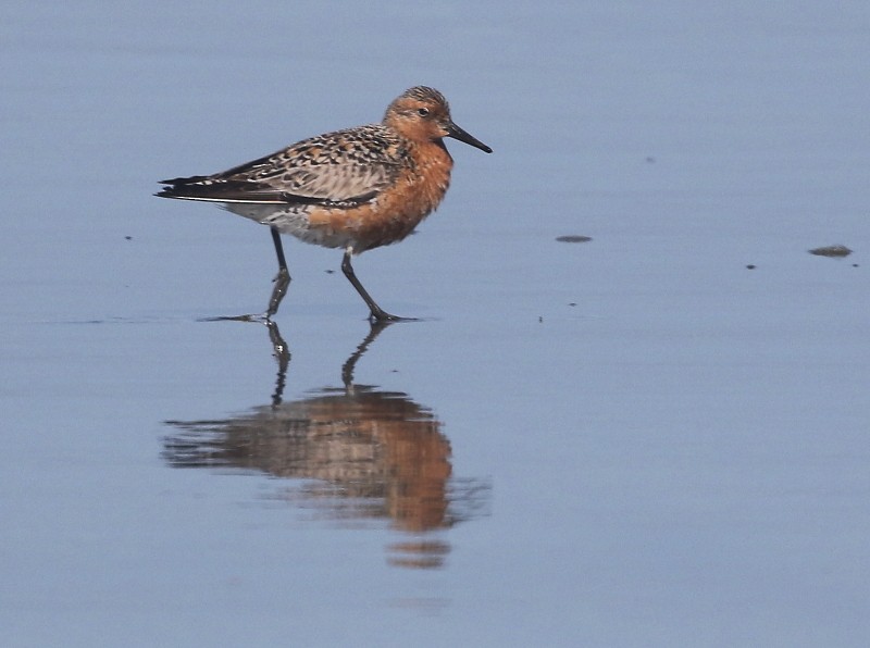 Red Knot - ML352433371