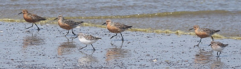 Red Knot - ML352433521