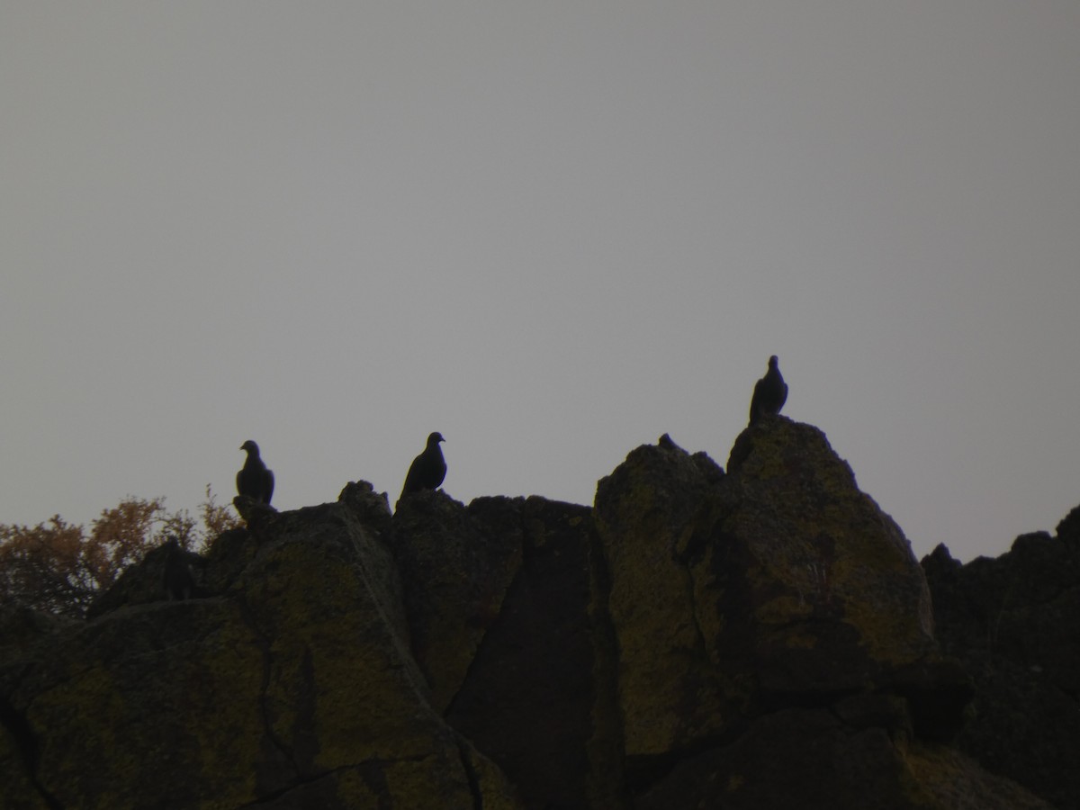 Rock Pigeon (Feral Pigeon) - ML352440141