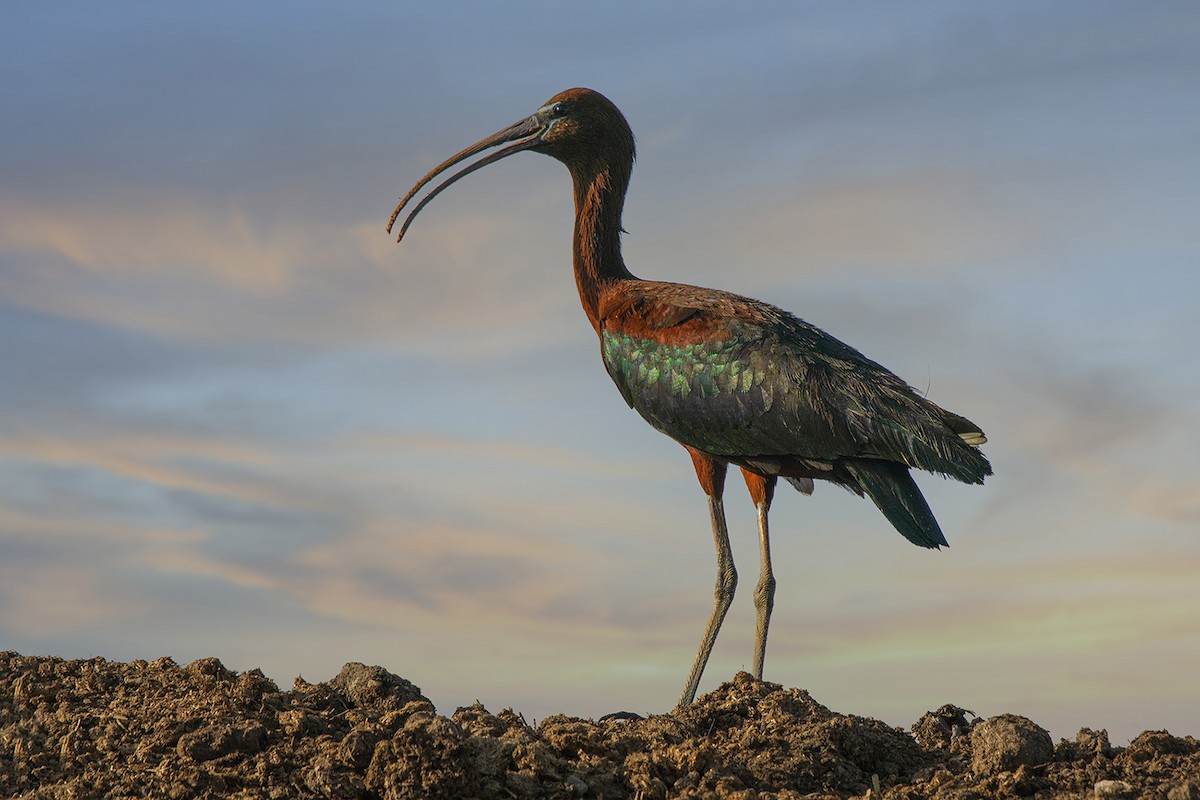 ibis hnědý - ML352442631