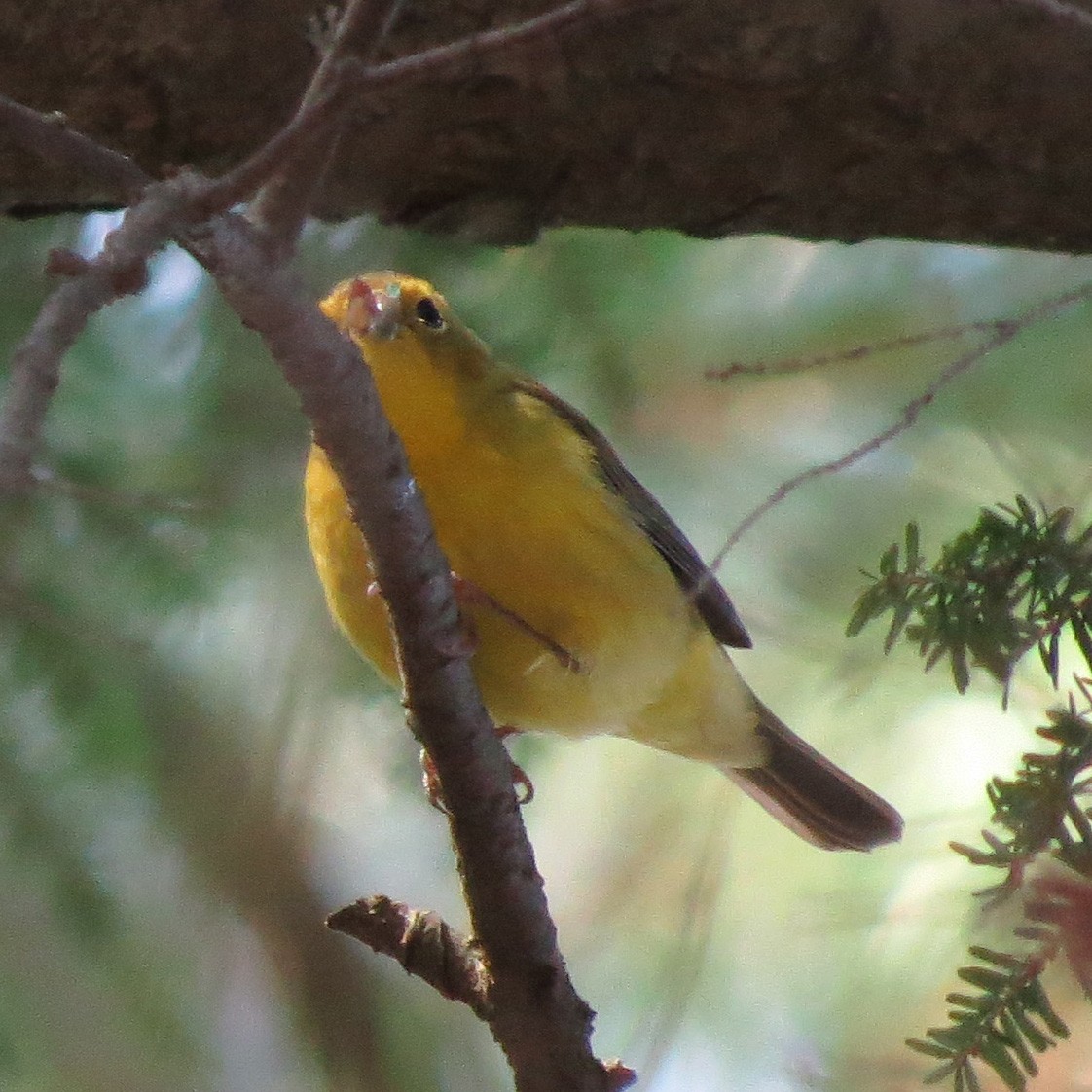 Wilson's Warbler - Amy Lawes