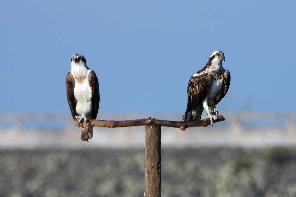 Osprey - Rui Jorge
