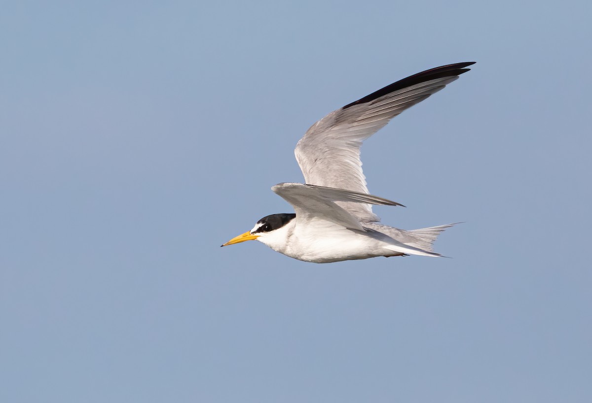 Least Tern - George Armistead | Hillstar Nature