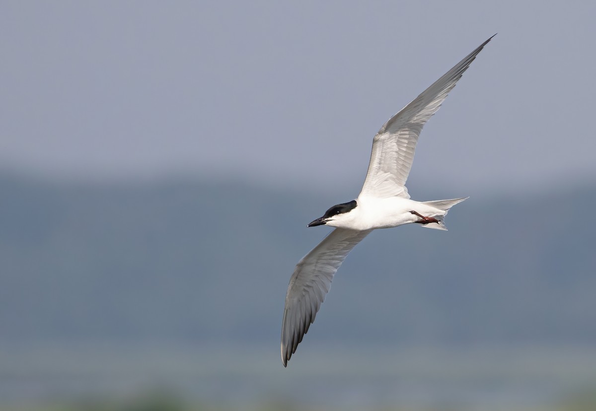 Gull-billed Tern - George Armistead | Hillstar Nature