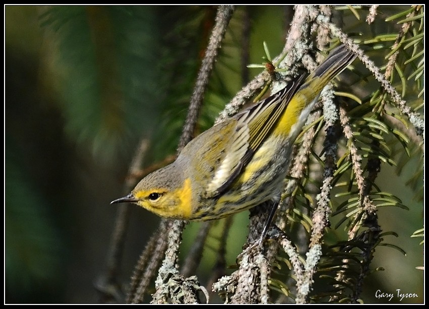 Cape May Warbler - Gary Tyson