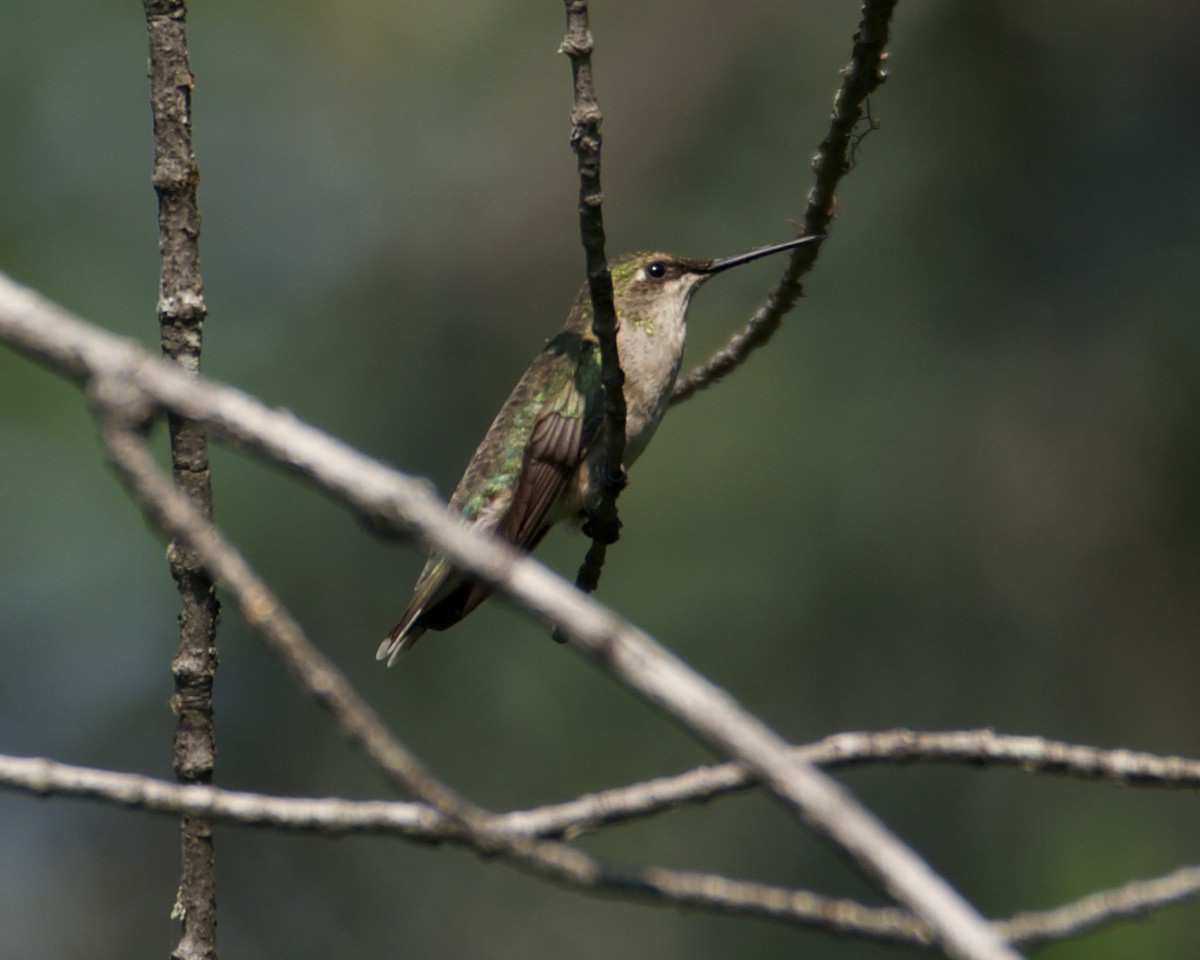 Ruby-throated Hummingbird - ML352458391