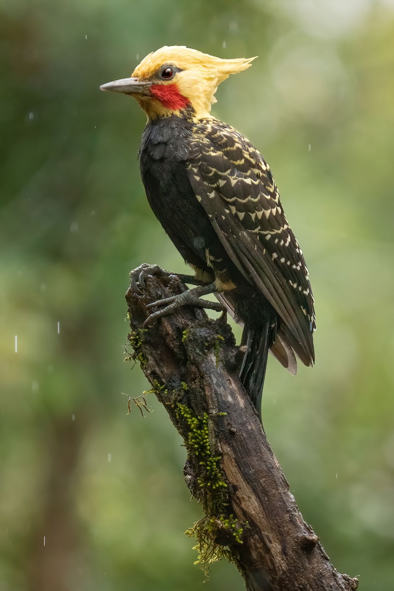 Blond-crested Woodpecker - ML352460141