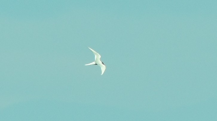 Arctic Tern - Blair Whyte