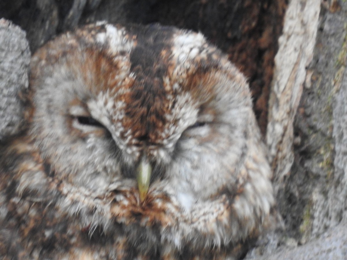 Tawny Owl - ML352463701