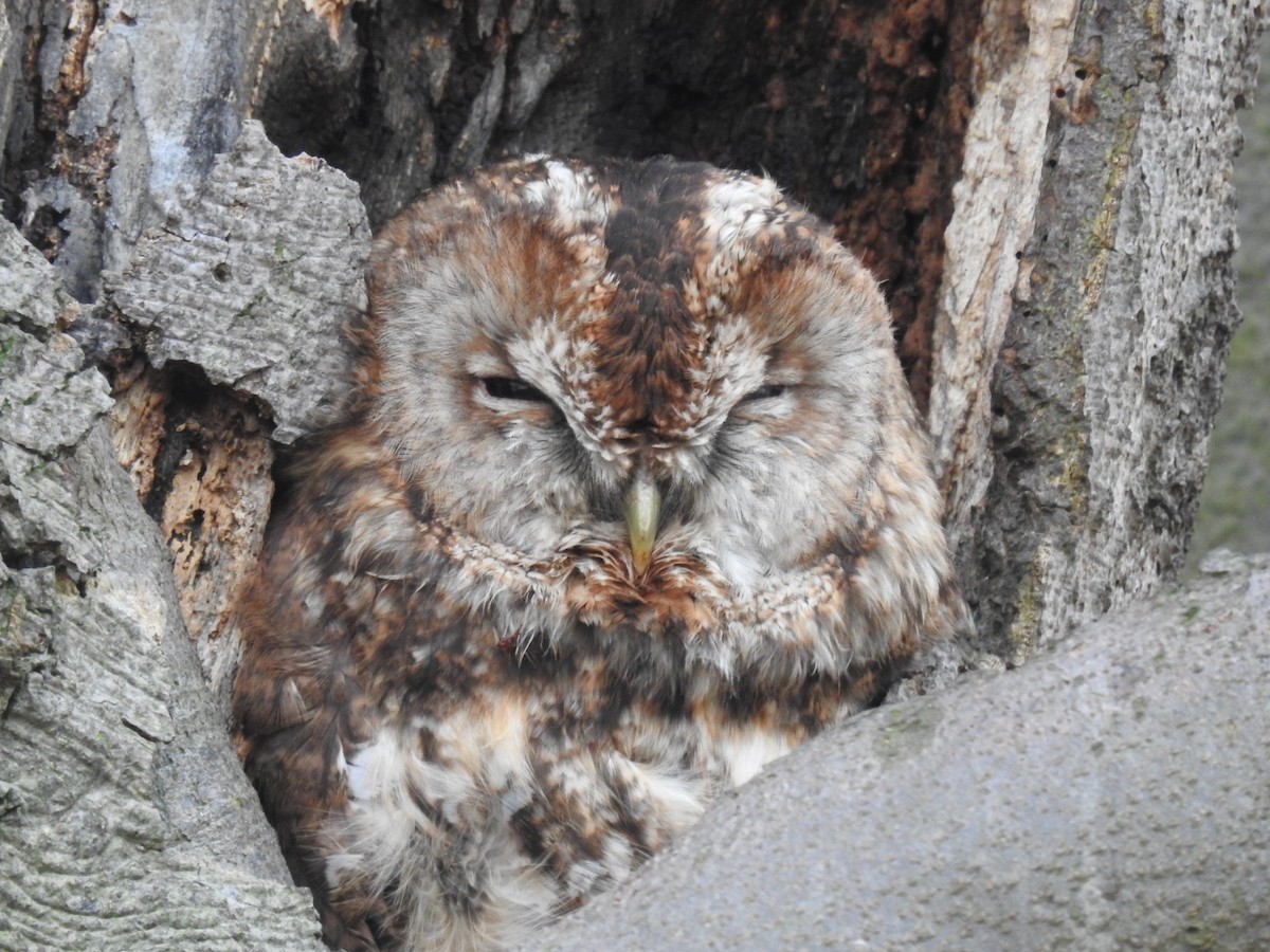 Tawny Owl - ML352463721