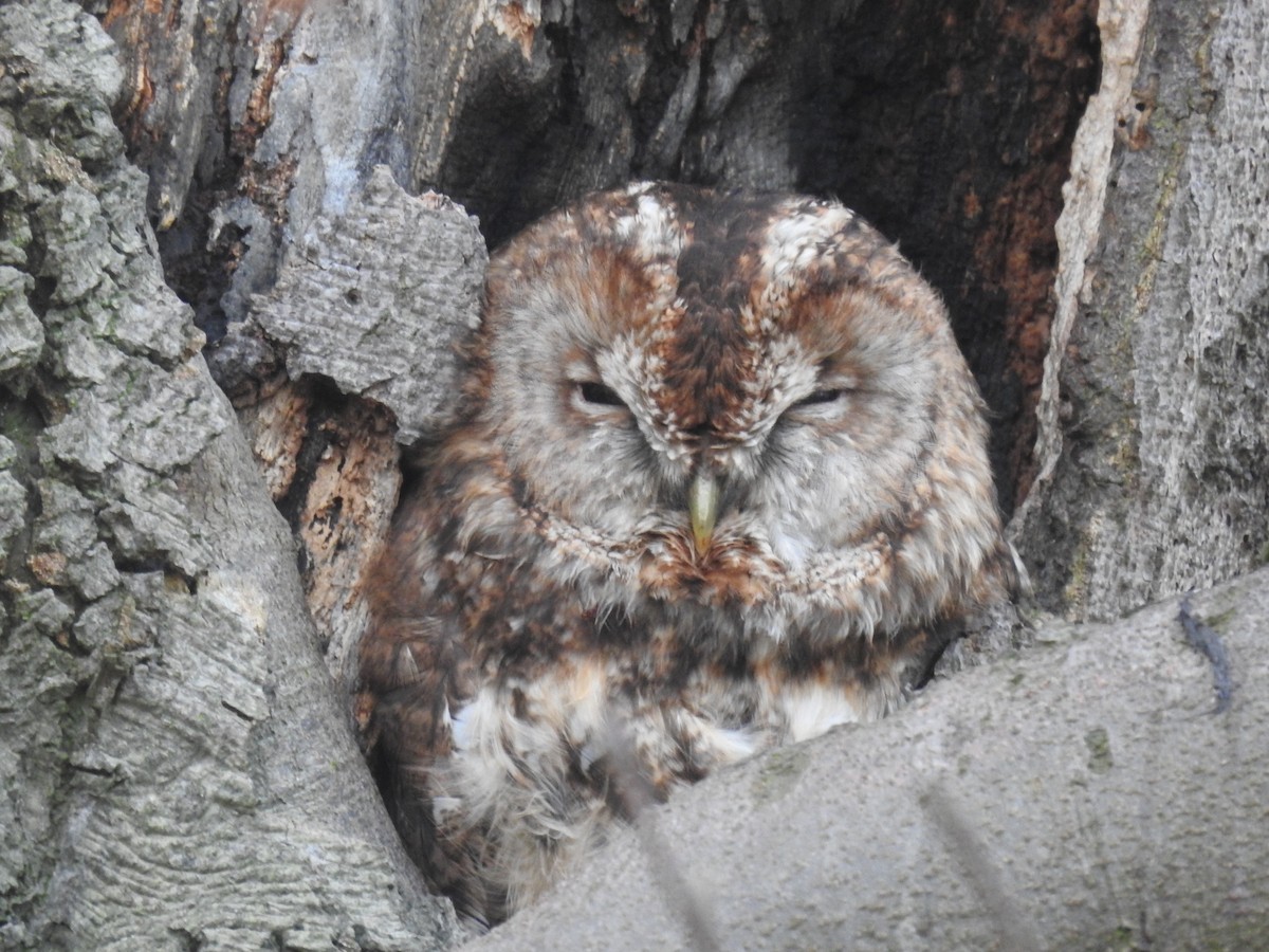 Tawny Owl - ML352463741