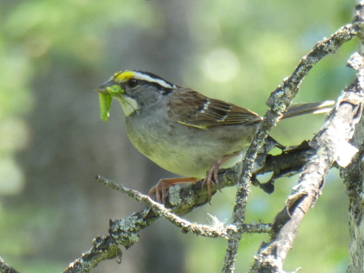 White-throated Sparrow - Theodore Garver