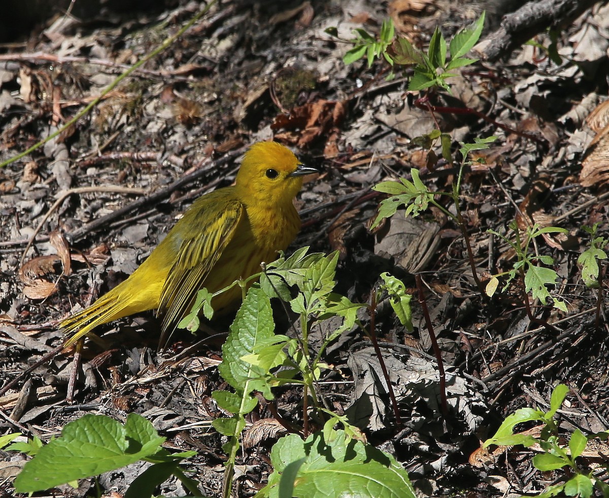 Yellow Warbler - ML352466601