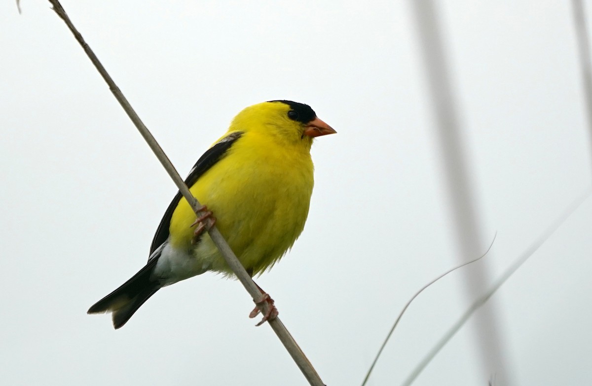 American Goldfinch - Indira Thirkannad