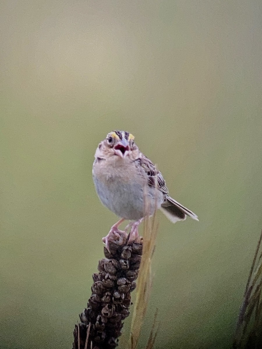 Grasshopper Sparrow - ML352473131