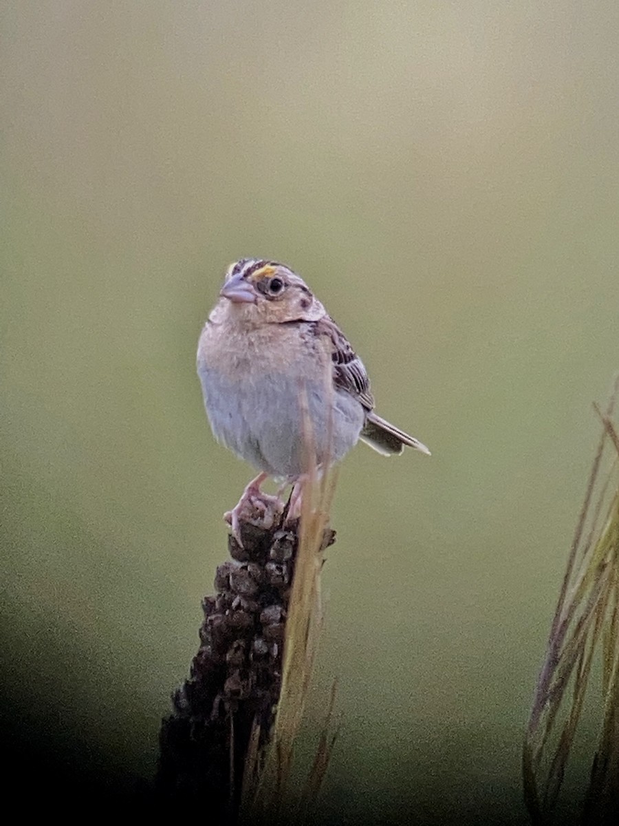 Grasshopper Sparrow - ML352473151
